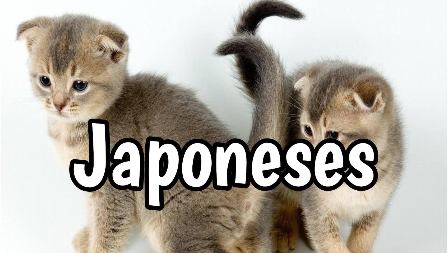 Nombres Gatos Japoneses | Originales y con significado】· 2022
